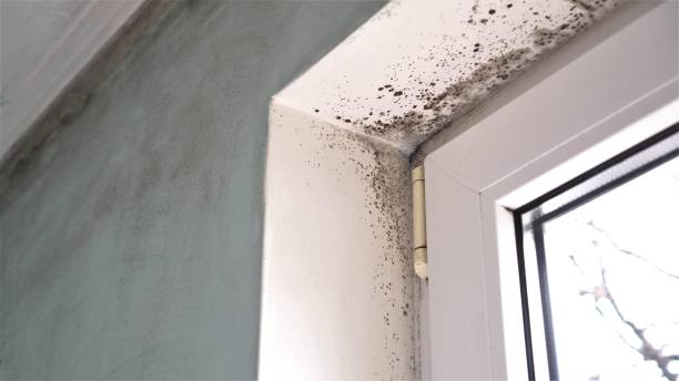 Best Home Mold Removal  in St Paul, NE