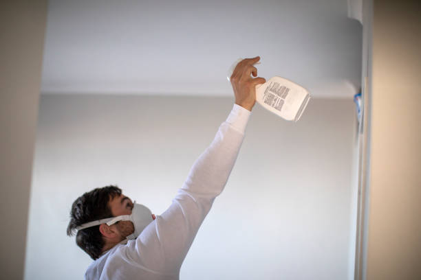 Best Black Mold Removal  in St Paul, NE