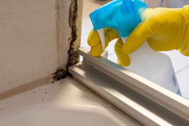 Best Emergency Mold Removal  in St Paul, NE