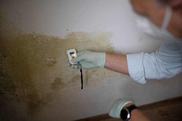Best Mold Remediation Services  in St Paul, NE