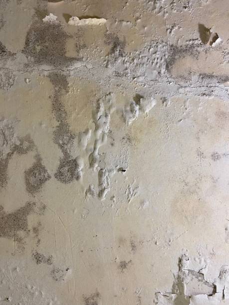 Best Attic Mold Removal  in St Paul, NE