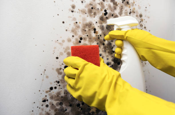Trusted St Paul, NE Mold Removal Experts