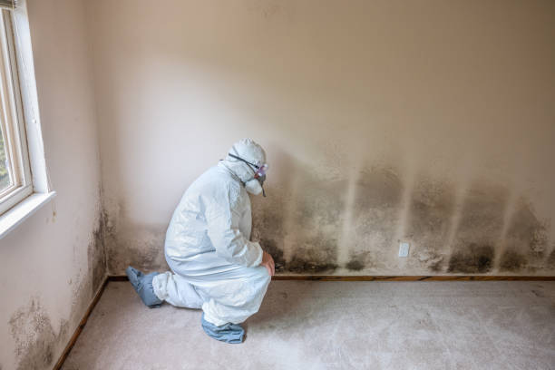 Best Black Mold Removal  in St Paul, NE