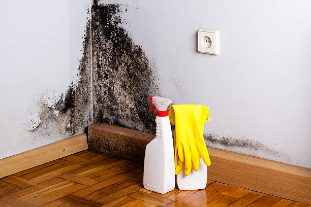 Best Mold Removal Process  in St Paul, NE